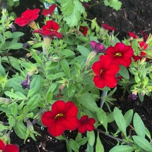 Meet your Posher, Linda